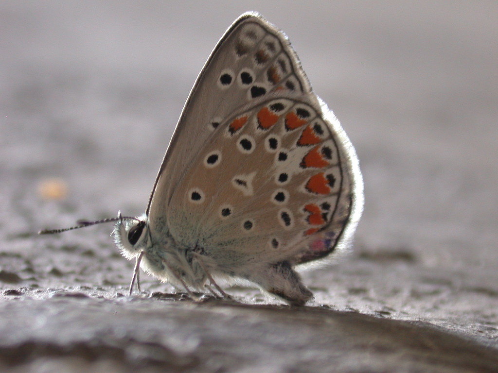 Polyommatus (Polyommatus) thersites